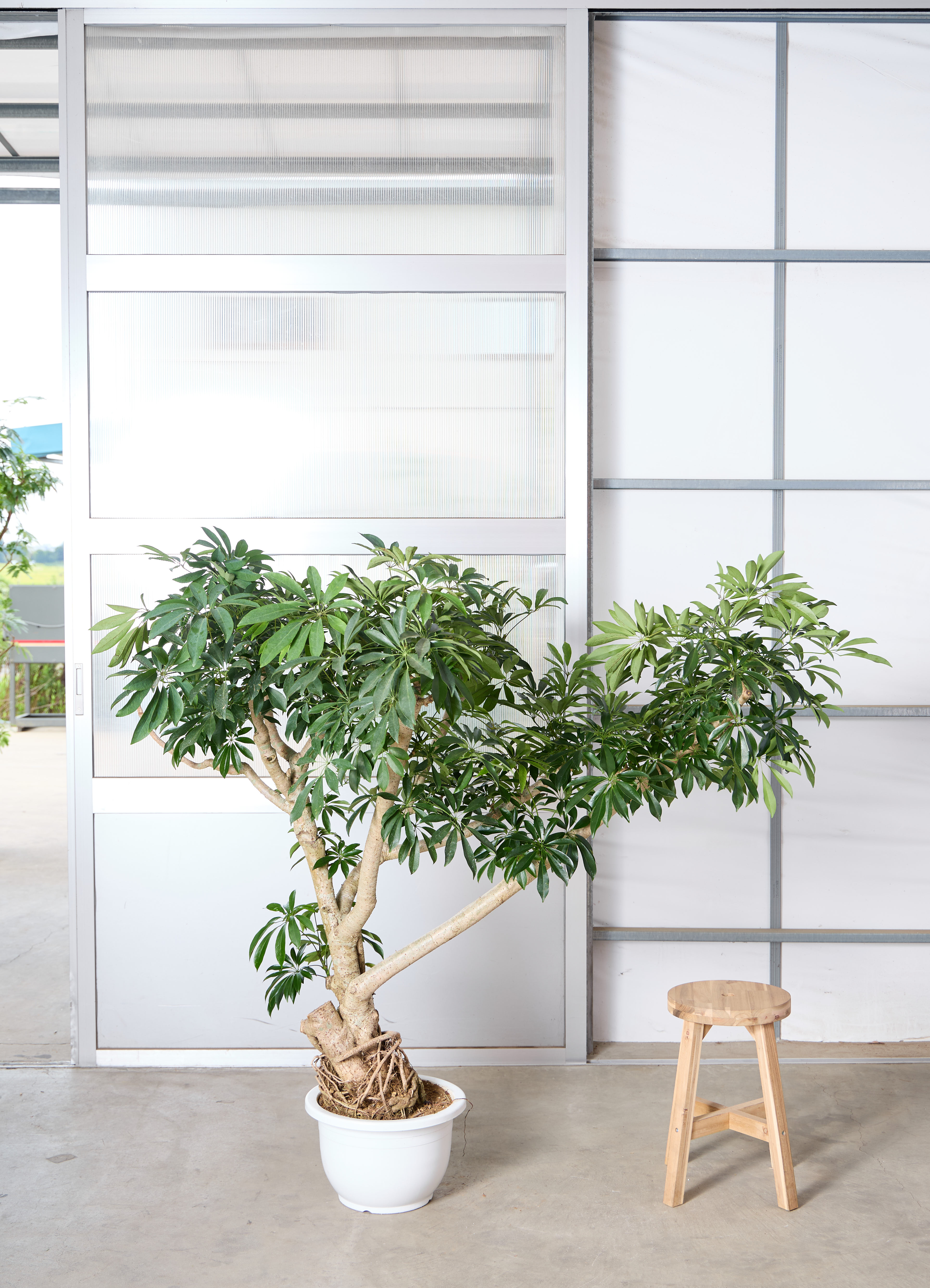 観葉植物 シェフレラ【145cm】 13号 プラスチック鉢 #70763 ※1都3県