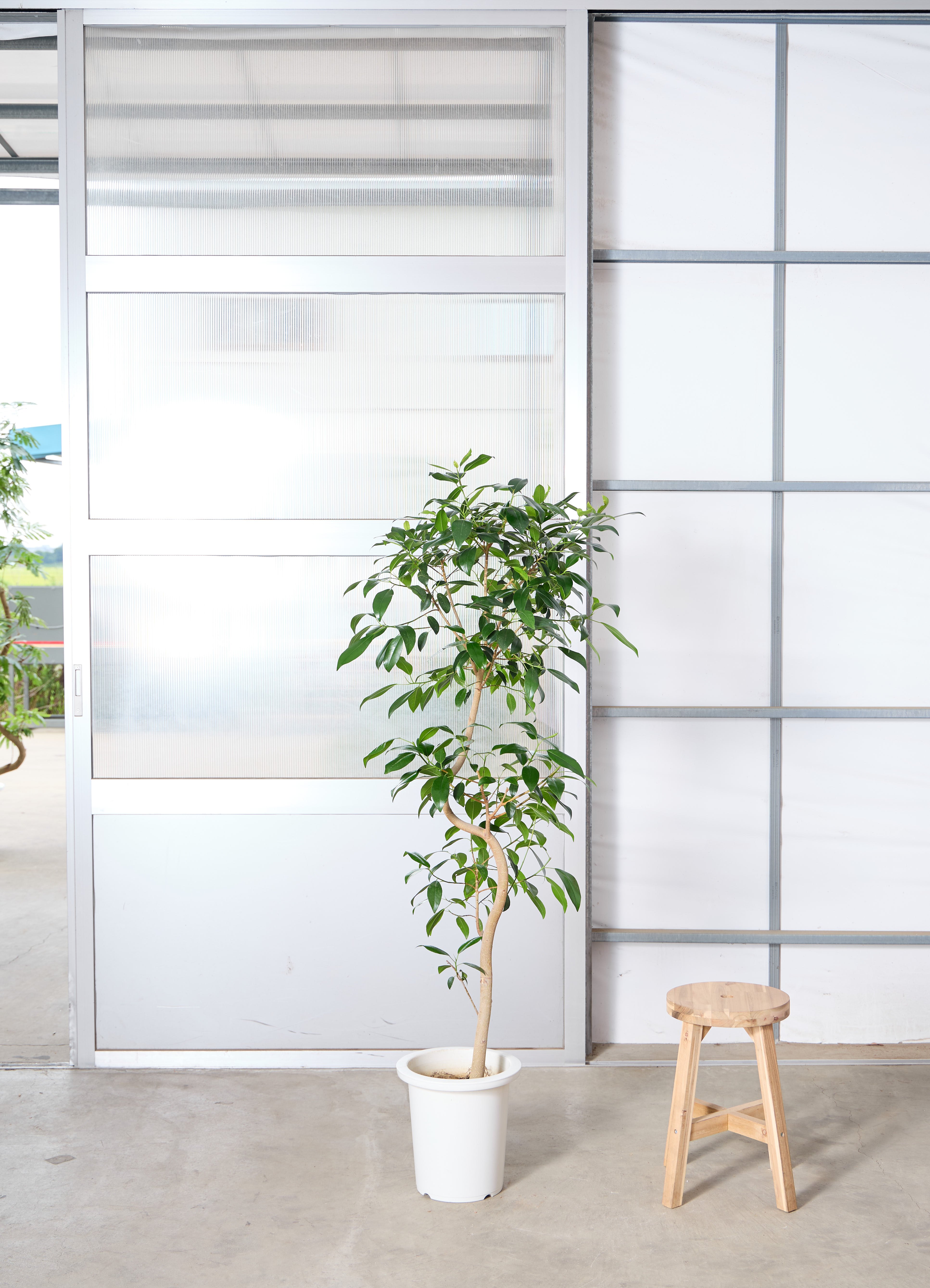 観葉植物 フィカスジャンボリーフ 【155cm】 9号 プラスチック鉢