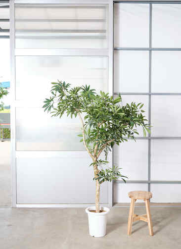 観葉植物 シェフレラ 【170cm】 9号 プラスチック鉢 #70764 ※1都3県