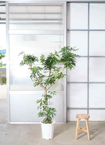 観葉植物 シェフレラ【165cm】 10号 プラスチック鉢 #70765 ※1都3県