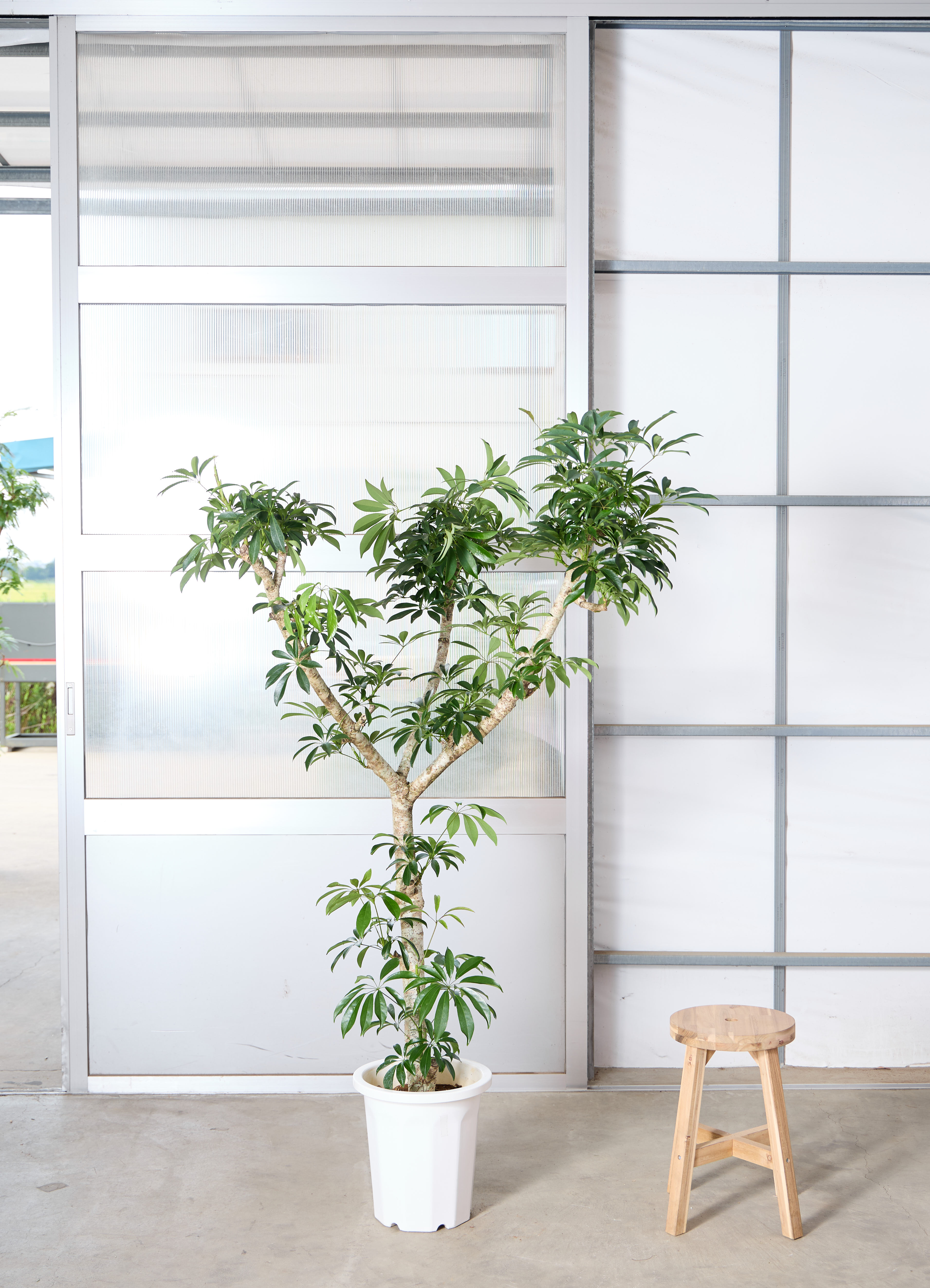 観葉植物 シェフレラ【165cm】 10号 プラスチック鉢 #70765 ※1都3県