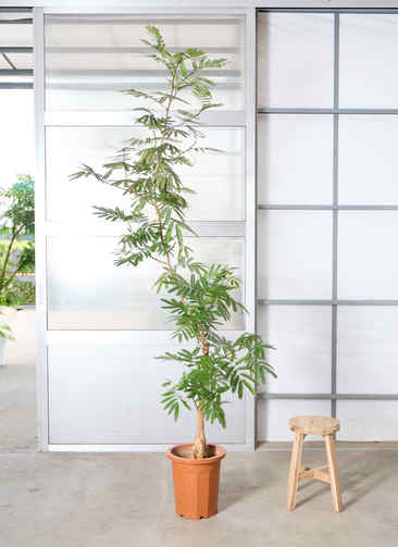 【直接引き取り希望】愛知県/観葉植物 エバーフレッシュ10号(約195cm) 観葉植物 エバーフレッシュ【210cm】10号 プラスチック鉢 #69643 ※1都3