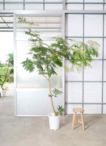 観葉植物 エバーフレッシュ 【210cm】 10号 曲り #72048 ※1都3県配送