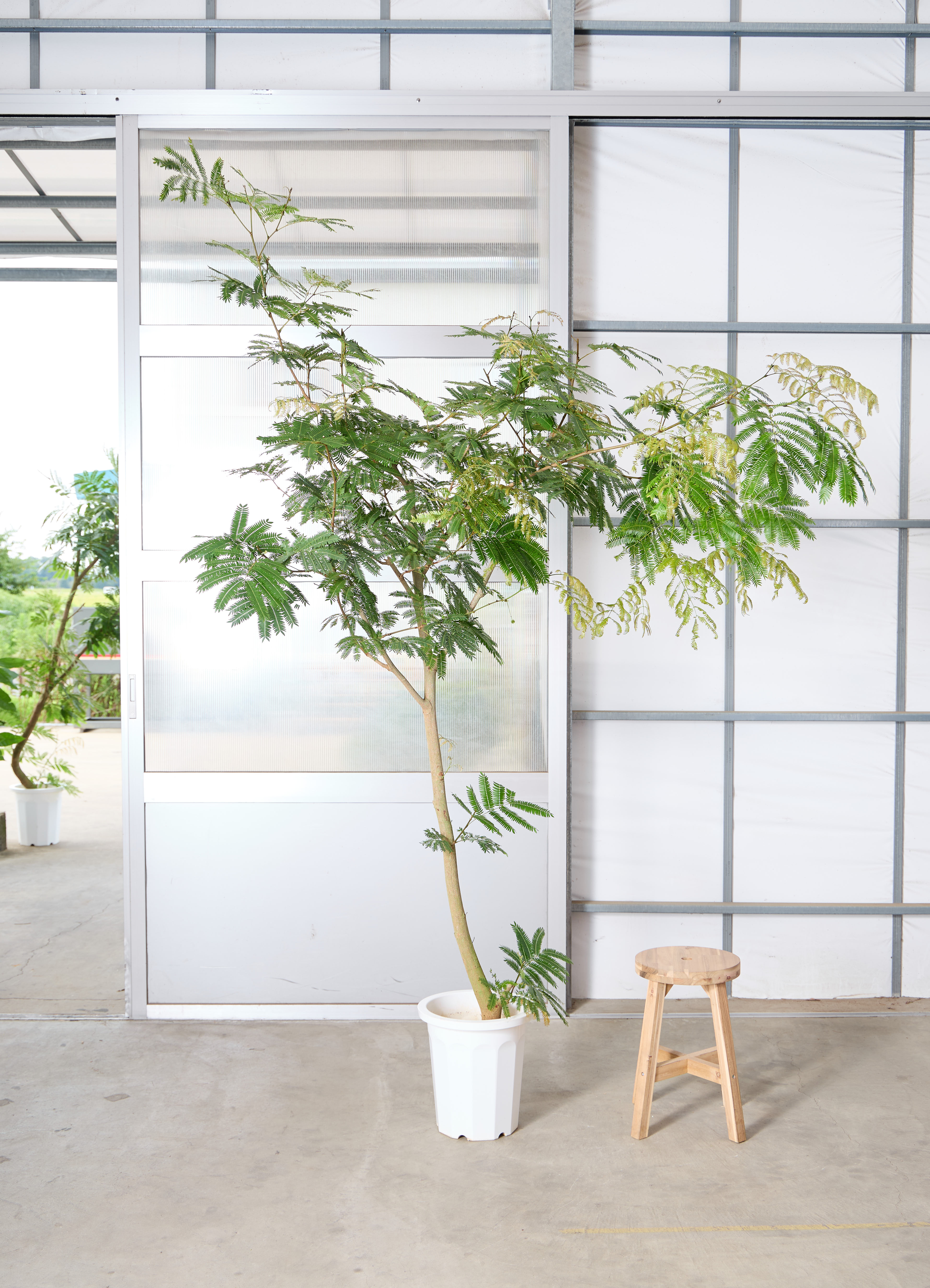 観葉植物 エバーフレッシュ 【210cm】 10号 曲り #72048 ※1都3県配送
