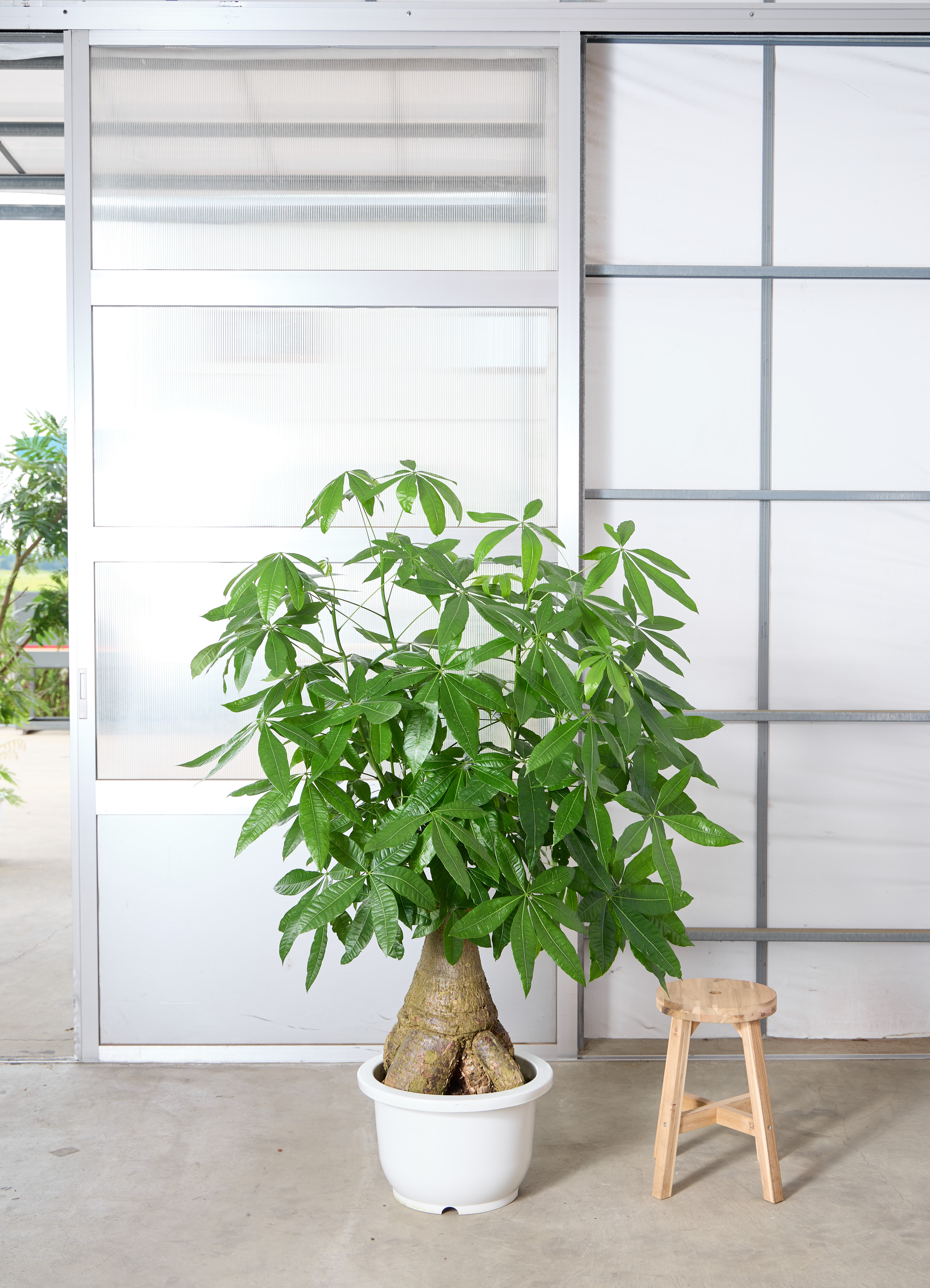 パキラ 1点もの | 観葉植物の通販ならHitoHana（ひとはな）