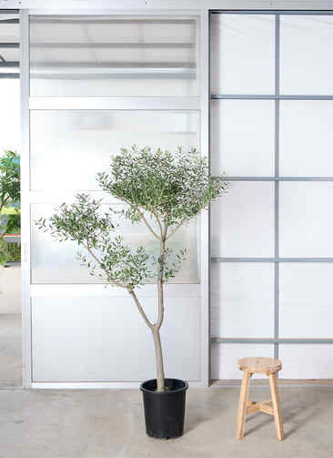 観葉植物 オリーブの木 【185cm】 10号 創樹 チプレッシーノ #73487 ※1