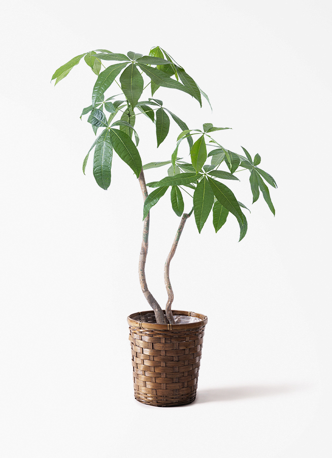 観葉植物 パキラ 7号 曲り 2本立ち プラスチック鉢 | 観葉植物なら