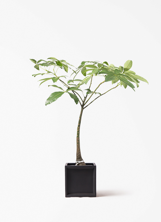 MA☺︎✌︎様 沖縄産 パキラ パラソル仕立て 現品 陶器鉢 受皿付 観葉植物 パキラ 8号 パラソル ブリティッシュキューブ 付き