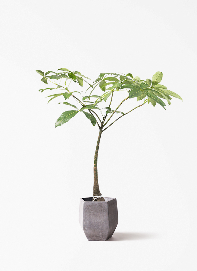 観葉植物 パキラ 8号 パラソル ビアスソリッド ブラック 付き