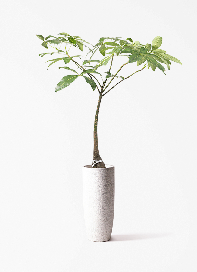 観葉植物 パキラ 8号 パラソル LushBasket (ラッシュバスケット) 付き