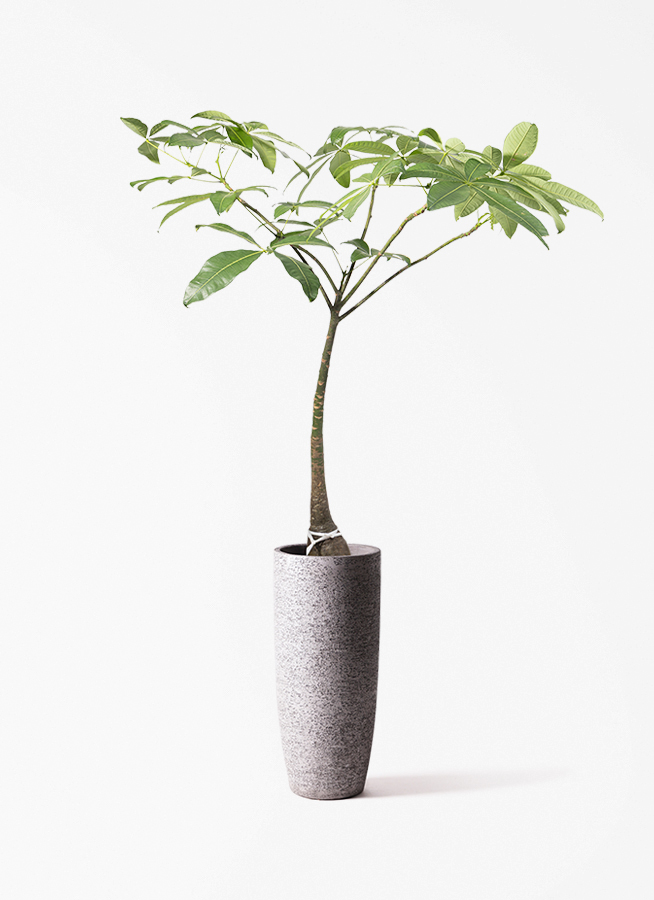 観葉植物 パキラ 8号 パラソル ビアスソリッド ブラック 付き