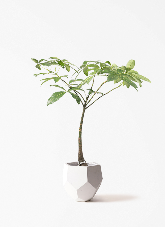 観葉植物 パキラ 8号 パラソル ネイチャーズキャスト ユーポット