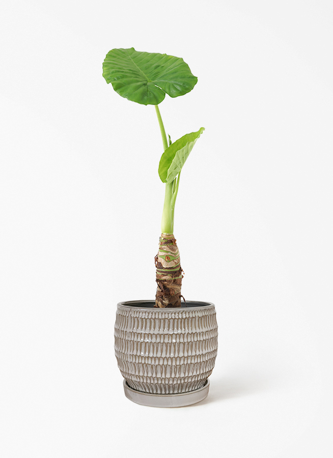 観葉植物 アロカシア 4号 オドラ（クワズイモ） プラスチック鉢 | 観葉