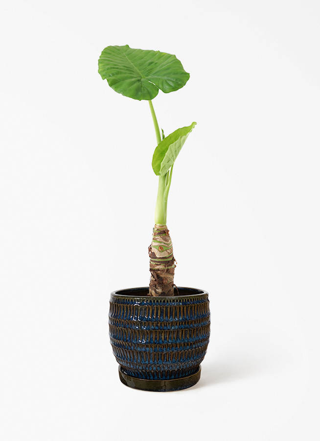 観葉植物 アロカシア 4号 オドラ（クワズイモ） エッシ 16 R ブラウン