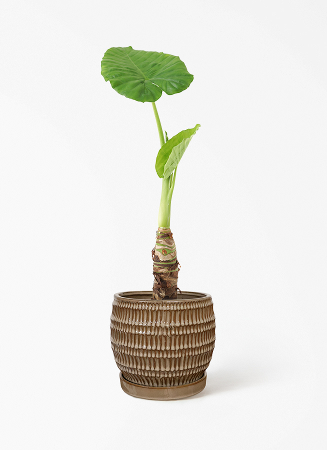 観葉植物　アロカシアハートいも　8寸　高さ105㎝　希少　クワズイモ 観葉植物 アロカシア 4号 オドラ（クワズイモ） ハピ 白 L 付き | 観葉