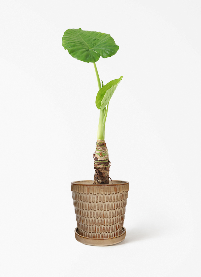 観葉植物 アロカシア 4号 オドラ（クワズイモ） ハピ 白 L 付き | 観葉