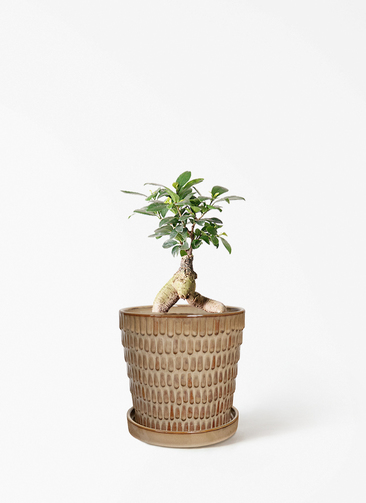 観葉植物 ガジュマル 4号 股仕立て クラッツ ウロ クリーム 付き