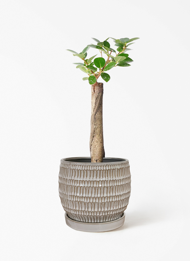 観葉植物 ガジュマル 4号 パンダ 朴仕立て リア ピンク M 付き | 観葉
