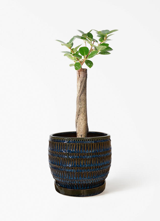 ［観葉植物］希少種 パンダガジュマル 観葉植物 ガジュマル 4号 パンダ 朴仕立て ハピ 白 L 付き | 観葉植物