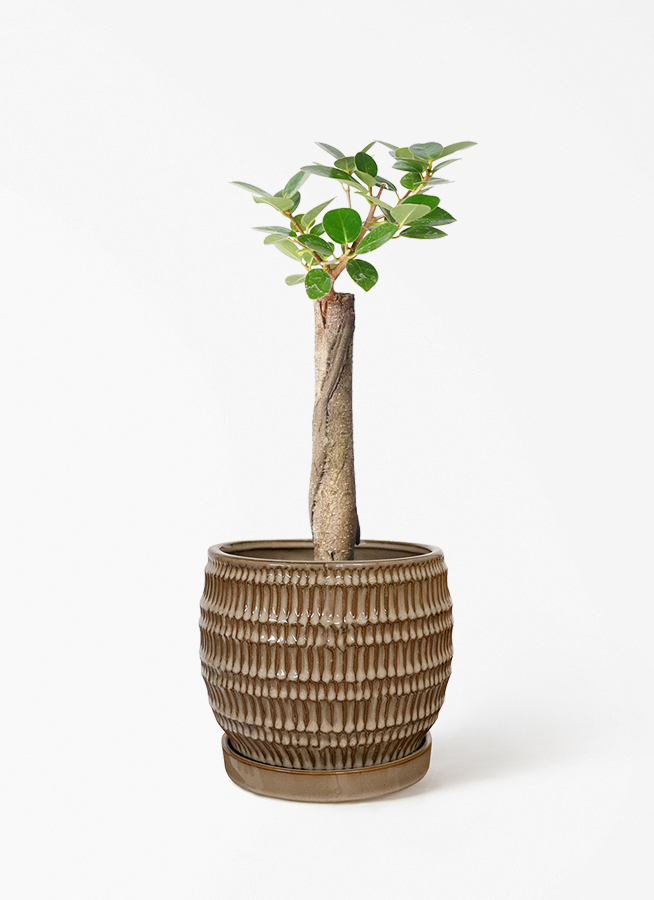 観葉植物 ガジュマル 4号 パンダ 朴仕立て プラスチック鉢 | 観葉植物