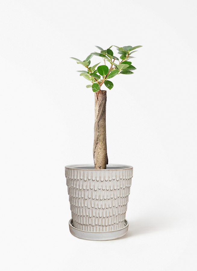 観葉植物 ガジュマル 4号 パンダ 朴仕立て ハピ 白 L 付き | 観葉植物