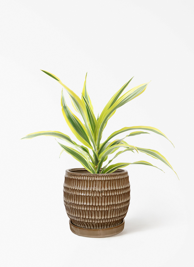 観葉植物 ドラセナ ワーネッキー レモンライム 4号 プラスチック鉢