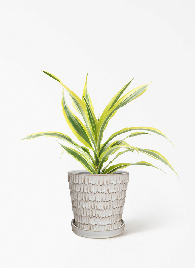 観葉植物 ドラセナ ワーネッキー レモンライム 4号 プラスチック鉢