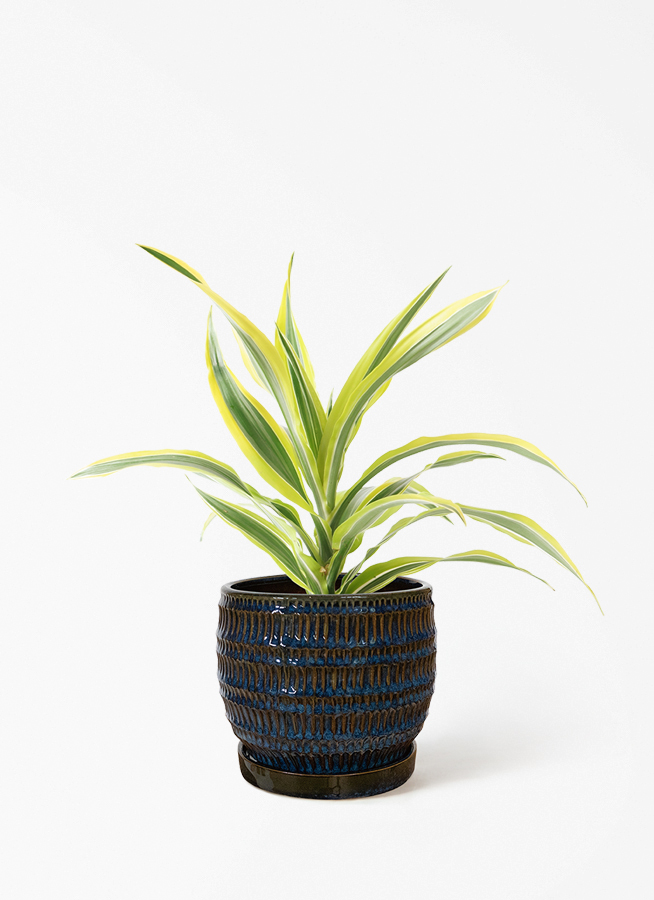 観葉植物 ドラセナ ワーネッキー レモンライム 4号 リア 青緑 M 付き