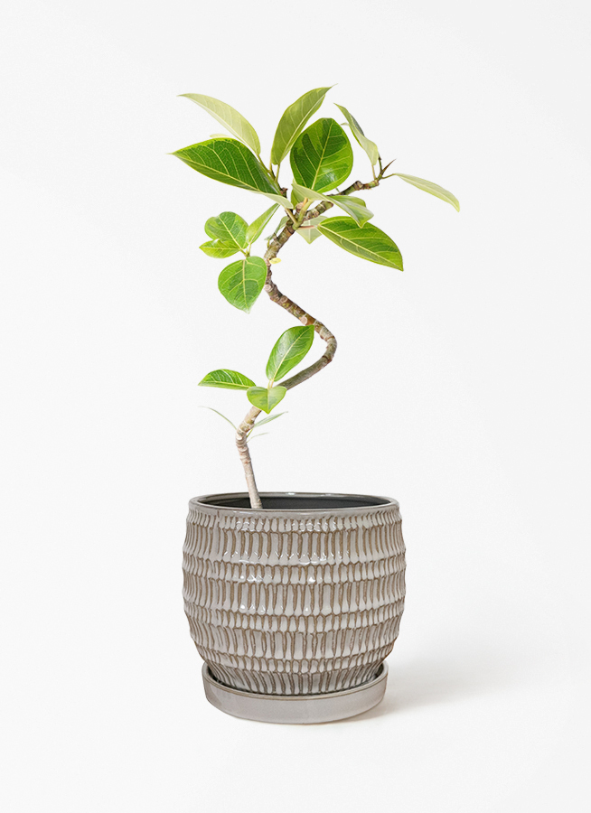 フィカス アルテシーマ プラスチック鉢 観葉植物 観葉植物 フィカス アルテシーマ 4号 曲り プラスチック鉢 | 観葉植物
