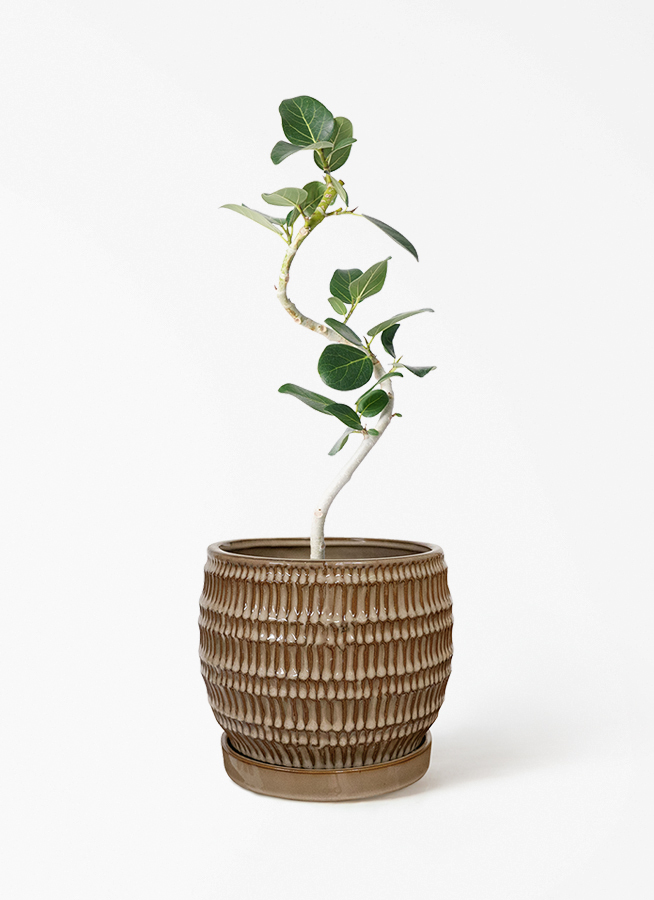 観葉植物 フィカス ベンガレンシス 4号 曲り プラスチック鉢 | 観葉
