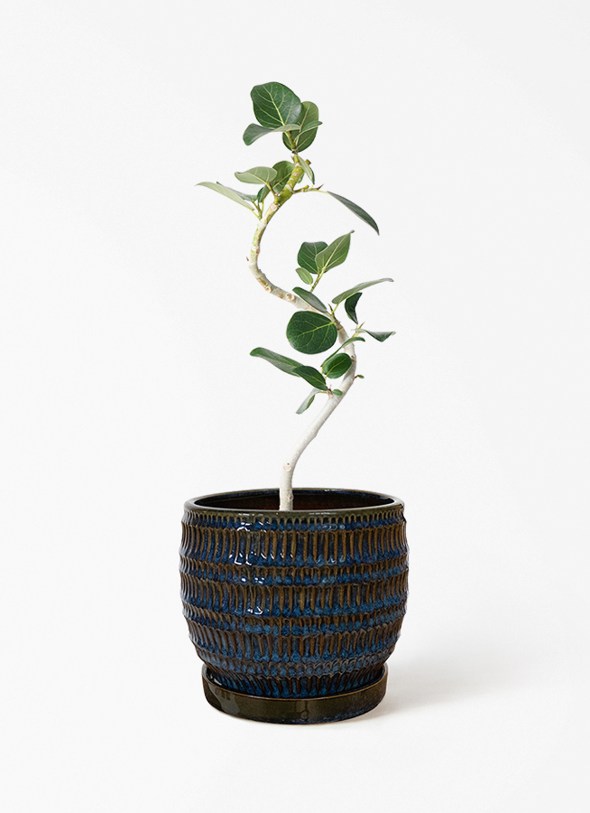 観葉植物 フィカス ベンガレンシス 4号 曲り プラスチック鉢 | 観葉