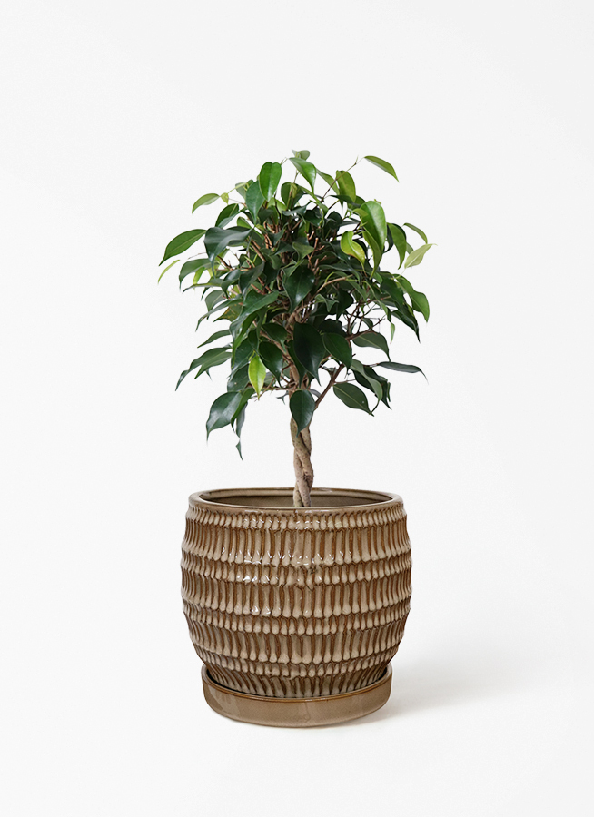 観葉植物 フィカス ベンジャミン 4号 玉造り ラバポット 付き | 観葉