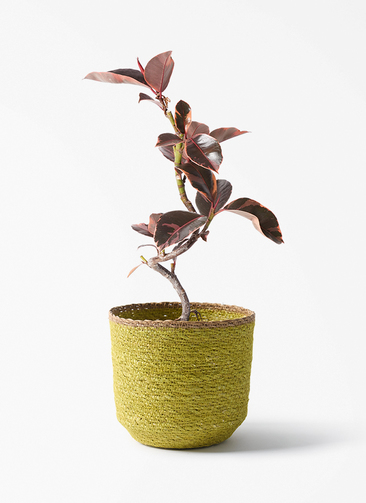 ficus-ruby-191_1.jpg?1788497798