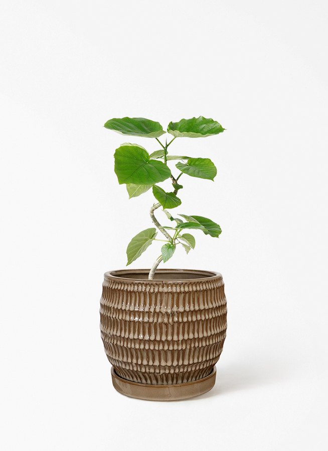 観葉植物 フィカス ウンベラータ 4号 曲り エステリ ベージュ 付き