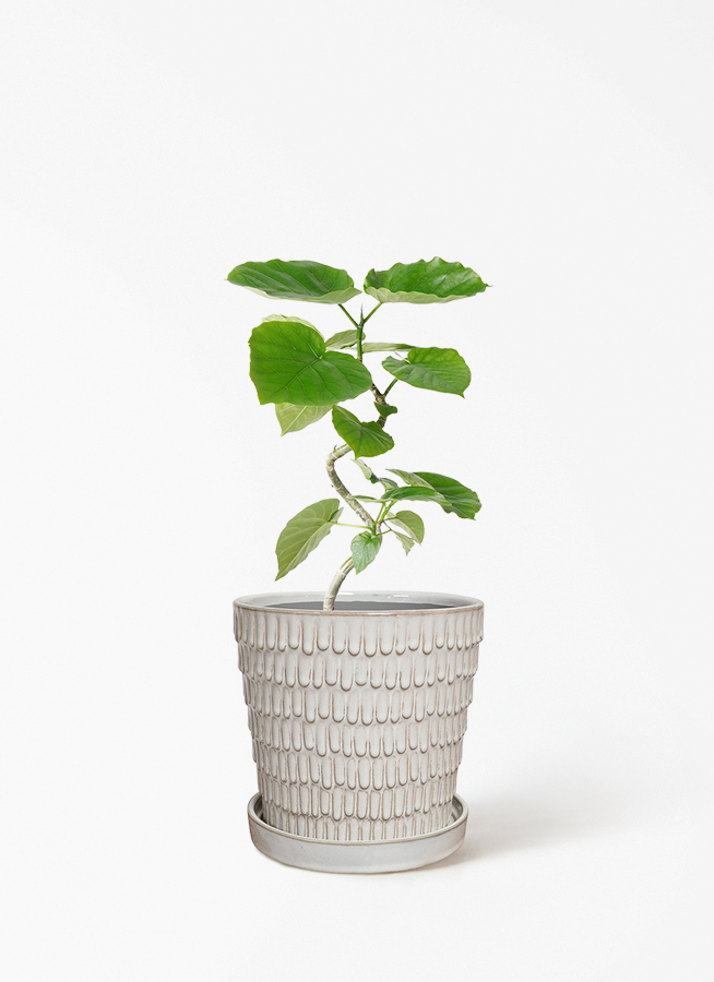 観葉植物 フィカス ウンベラータ 4号 曲り ルーツ 15 H グレー 付き