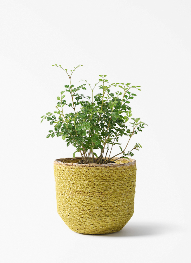 観葉植物 シマトネリコ 3号 シーグラスポット イエロー 付き | 観葉