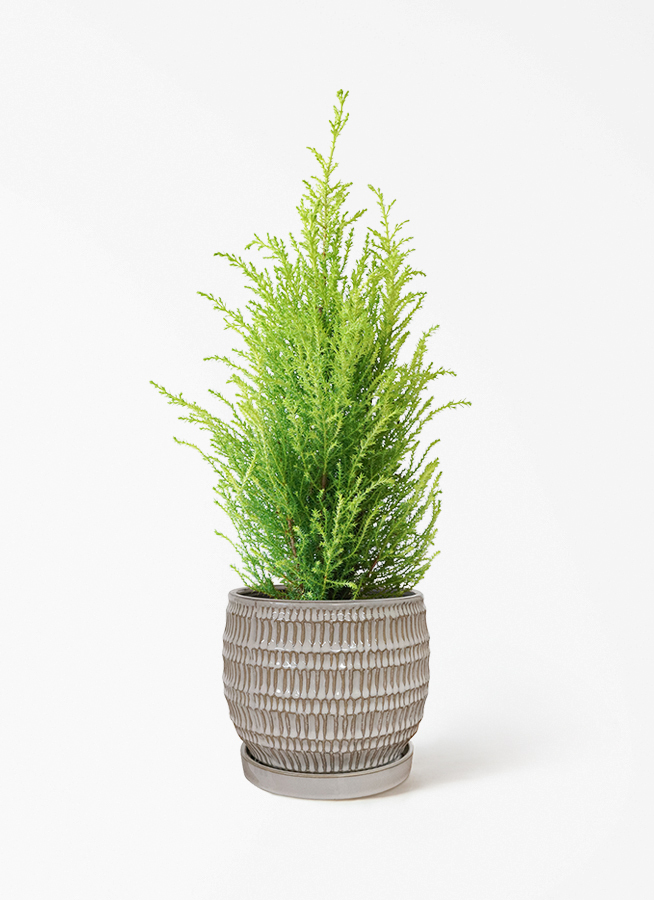 もみじ　オリーブ　ユーカリ　ゴールドクレスト セット8株 エコメルカリ便発送 観葉植物 ゴールドクレスト 4号 ウィルマ プラスチック鉢 | 観葉植物