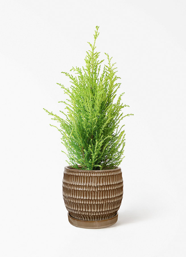 観葉植物 ゴールドクレスト 4号 ウィルマ エッシ 16 R ブラウン 付き