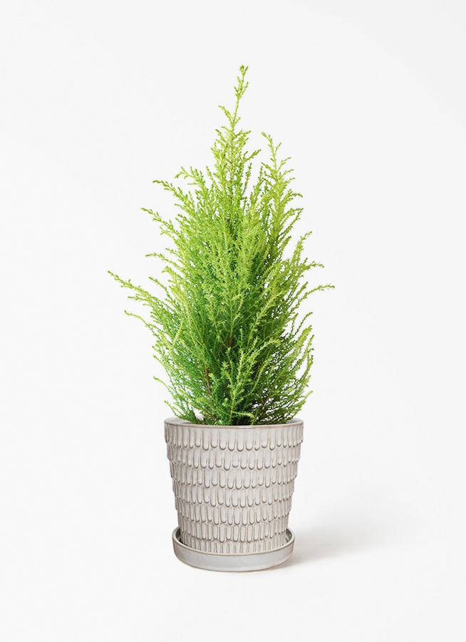 観葉植物 ゴールドクレスト 4号 ウィルマ プラスチック鉢 | 観葉植物