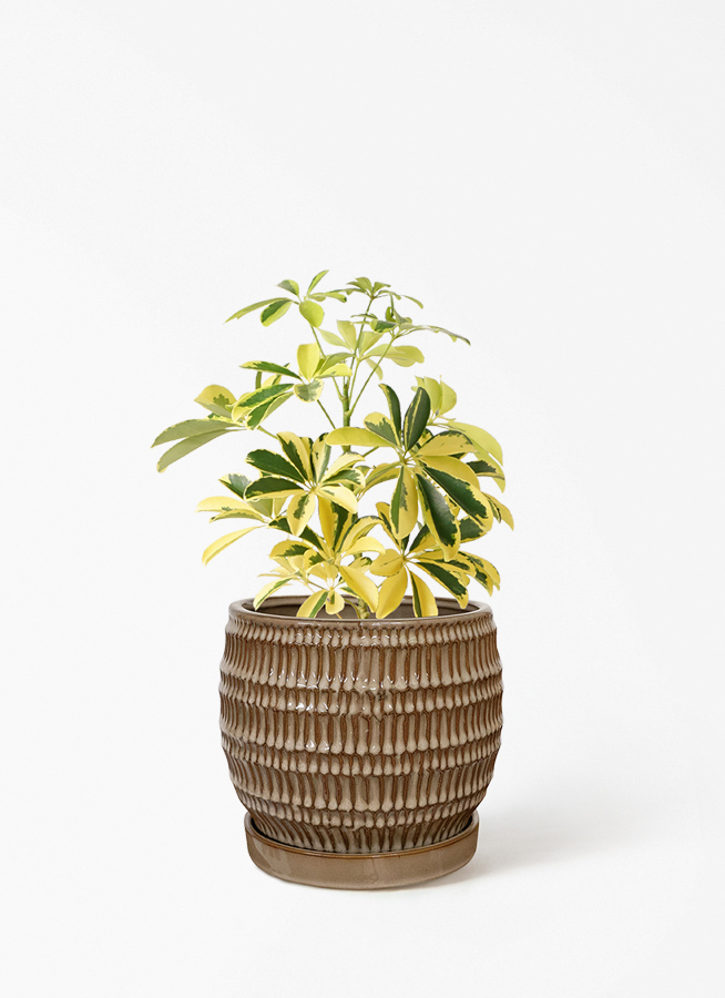 観葉植物 シェフレラ（カポック） 4号 斑入り ハピ 白 L 付き | 観葉