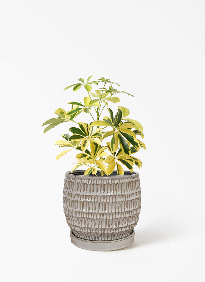 観葉植物 シェフレラ（カポック） 4号 斑入り ハンネ 16 R オレンジ