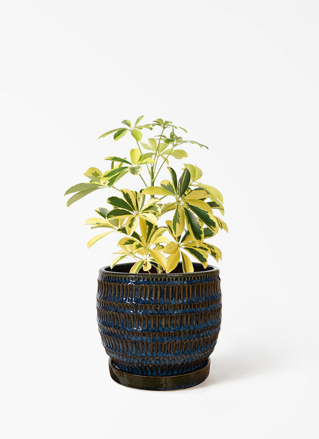 観葉植物 シェフレラ（カポック） 4号 斑入り クラッツ シノ クリーム