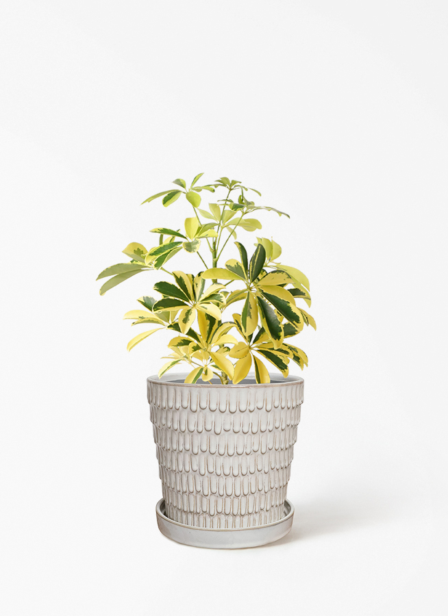 観葉植物 シェフレラ（カポック） 4号 斑入り ハピ 白 L 付き | 観葉