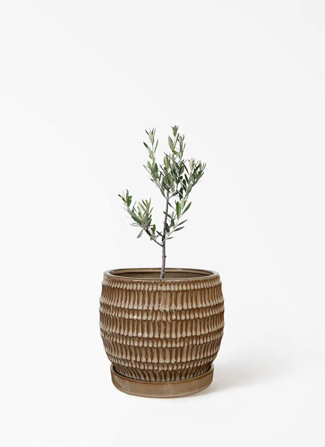 観葉植物 オリーブの木 3号 創樹ラスターポット 付き | 観葉植物なら