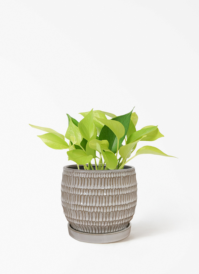観葉植物 ポトス 4号 ライム プラスチック鉢 | 観葉植物ならHitoHana