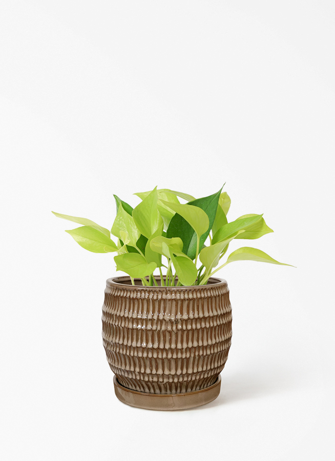 ポトス　ライムコンパクト★吊り鉢 観葉植物 ポトス 4号 ライム プラスチック鉢 | 観葉植物ならHitoHana