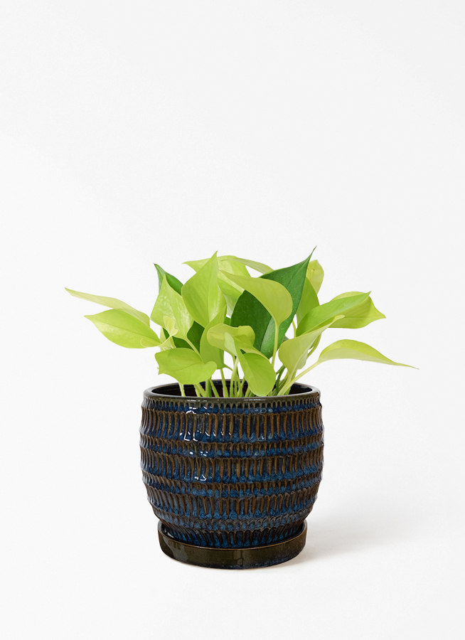 観葉植物 ポトス 4号 ライム プラスチック鉢 | 観葉植物ならHitoHana