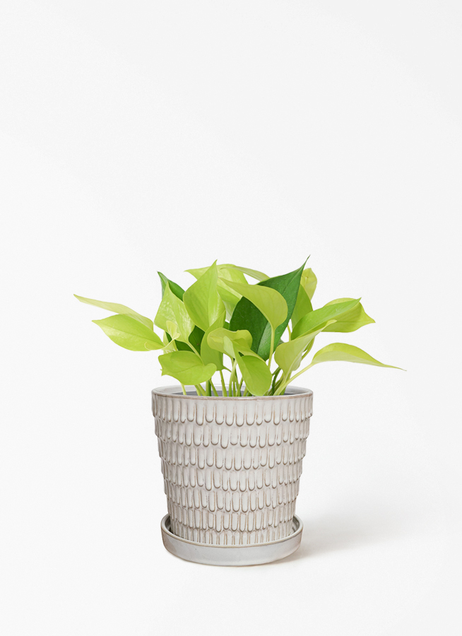 観葉植物 ポトス 4号 ライム プラスチック鉢 | 観葉植物ならHitoHana