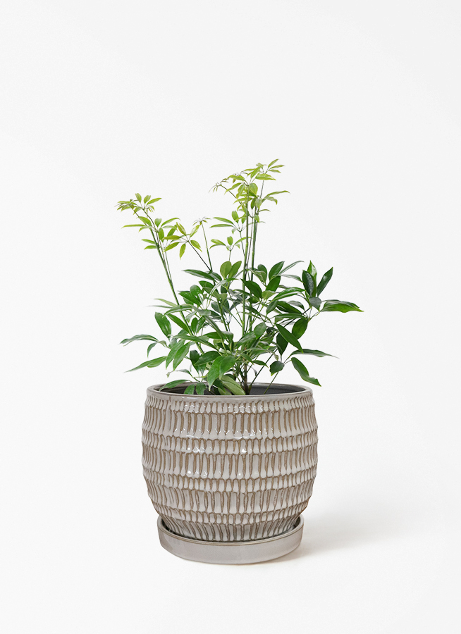 観葉植物 シェフレラ コンパクタ 4号 レーニ 14 イエロー 付き | 観葉