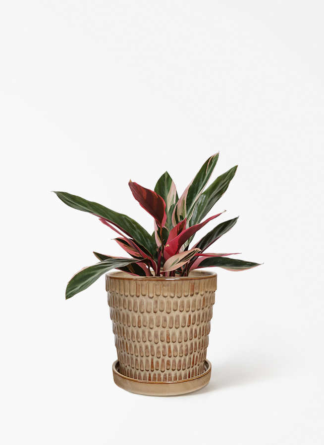 観葉植物 ストロマンテ トリオスター 4号 プラスチック鉢 | 観葉植物